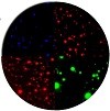 Fluoreszenz/UV Assays