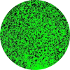GFP/DAPI-expressed virus infected Icon