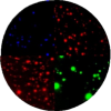 Fluorospot 1-4 colors Icon