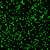 Mikroskopische Assays