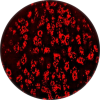MCMV (Murine Cytomegalovirus) red fluoro remission. Icon