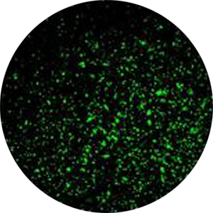 Application GFP immunofluorescence on HEK 293 cells
